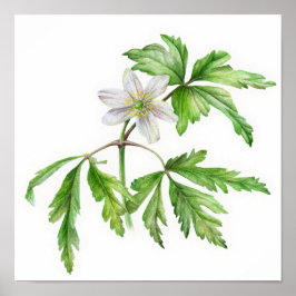 Póster Wood anemone watercolor art