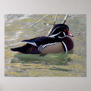 Poster Wood Duck Drake