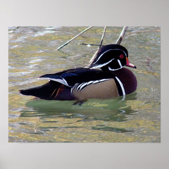 Poster Wood Duck Drake (Frente)