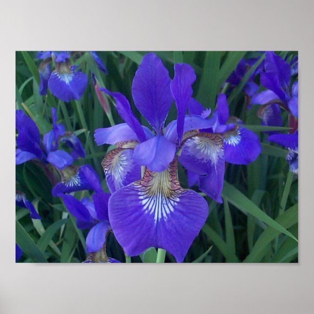 Poster Wood Iris (Frente)