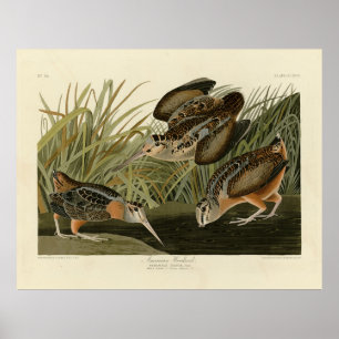 Poster Woodcock Americano das Aves da América de Audubon