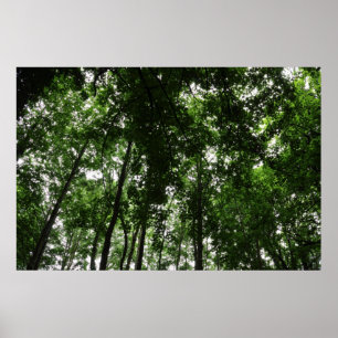 Póster Woodland Canopy 01