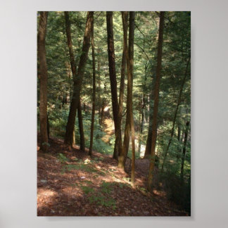 Poster Woodland Paradise