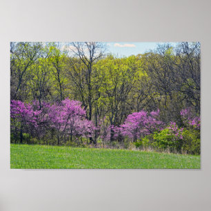 Poster Woodland Redbud Trees Shawnee Mission Parks Kansas