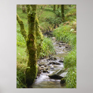 Póster Woodland Stream no distrito do lago