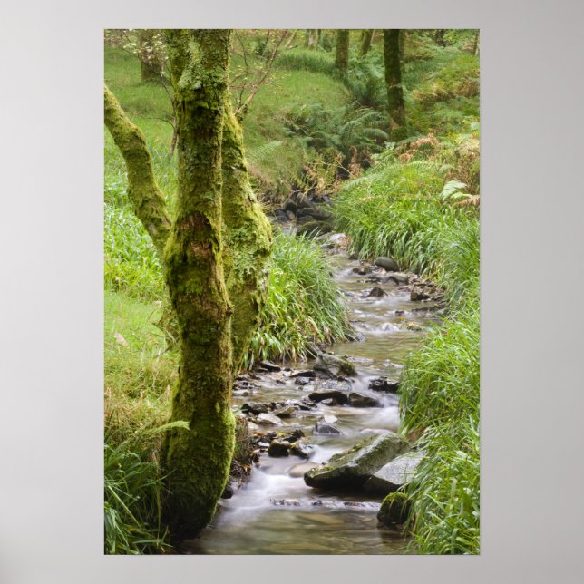 Póster Woodland Stream no distrito do lago (Frente)