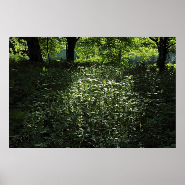 Poster Woodland Sunlight 01 (Frente)