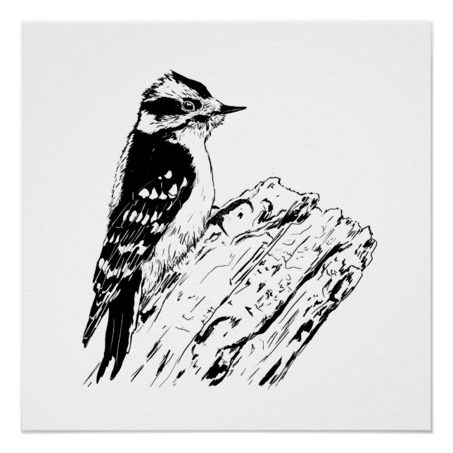 Póster Woodpecker picture/ print / black and white (Frente)