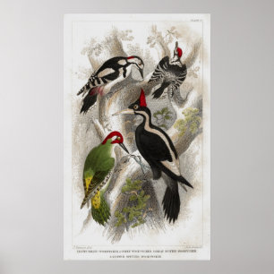 Póster Woodpeckers