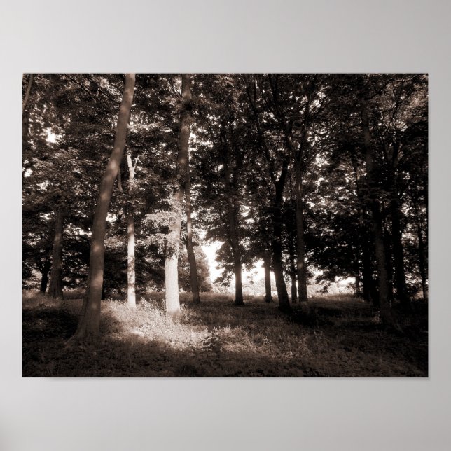 Poster Woods Bute Park, Cardiff II (Frente)