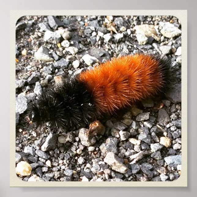 Poster Wooly Bear Caterillar (Frente)