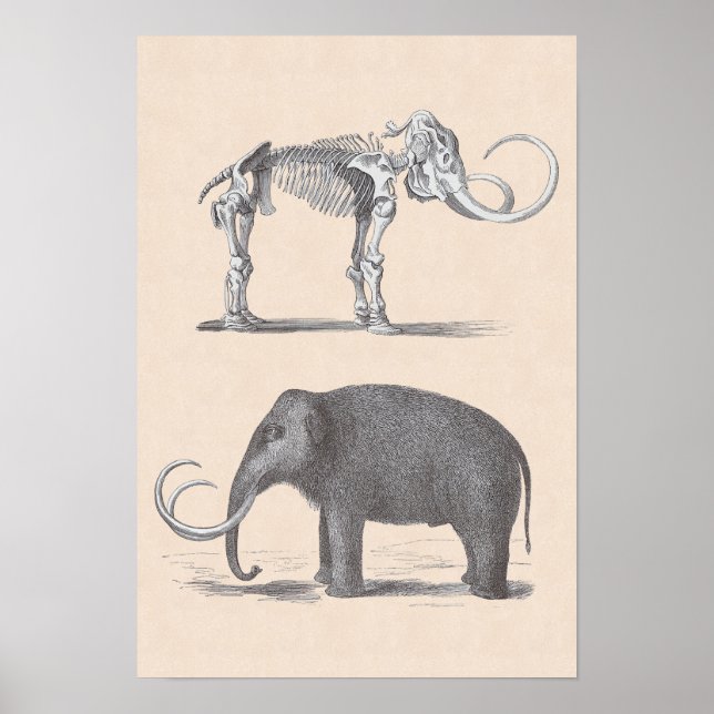 Póster Wooly Mammoth e Skeleton Animais Pré-Históricos (Frente)