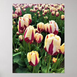 Poster World Expression Tulips, Oregon