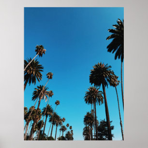 Poster Worm's eye view of trees