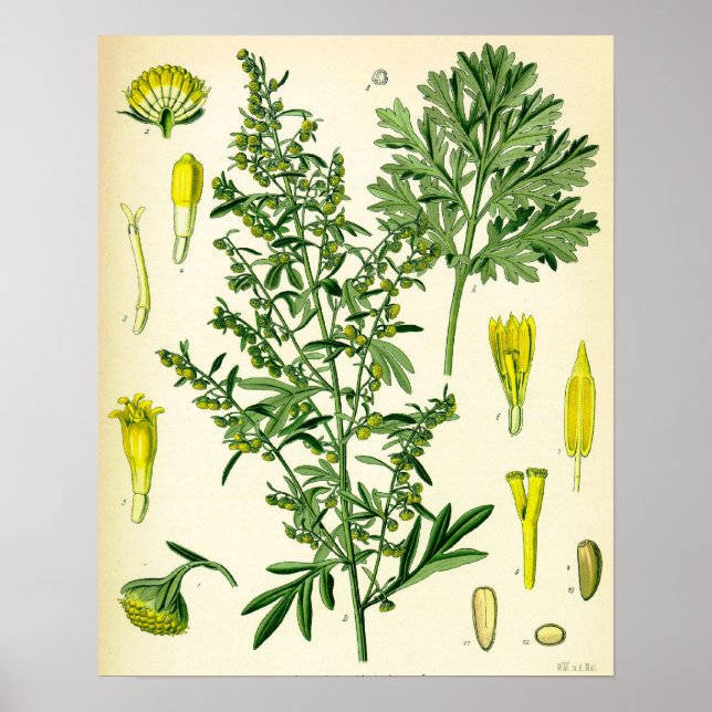 Poster wormwood (Frente)