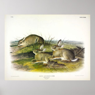 Poster Wormwood Hare (Lepus Artemesia) por Audubon