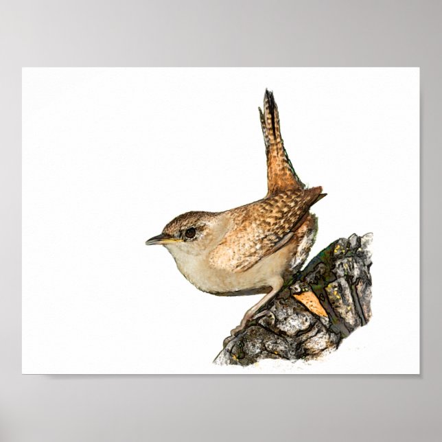 Poster Wren (Frente)