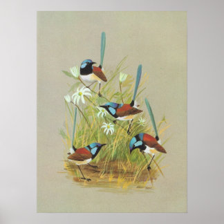 Poster Wren Variegado - Malurus lamberti