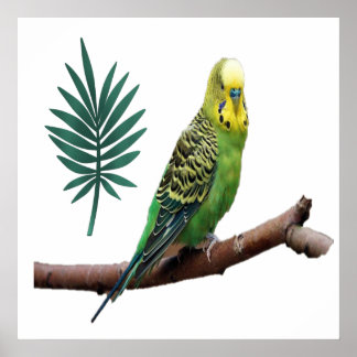 Poster Wunderbares Wellensittich