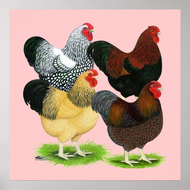 Póster Wyandotte: Assórdio de Galeria (Frente)