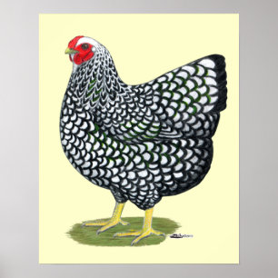 Póster Wyandotte: Hen Lado-Prateado