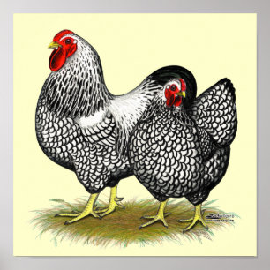 Póster Wyandotte: Par de Prata