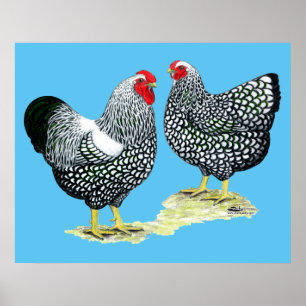 Póster Wyandottes Prata-atou pares