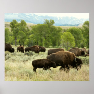 Póster Wyoming Bison Nature