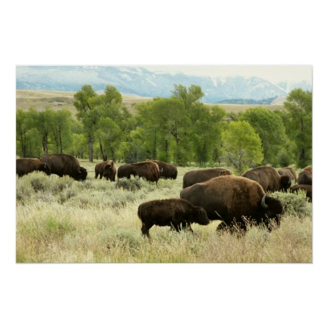 Póster Wyoming Bison Nature (Frente)