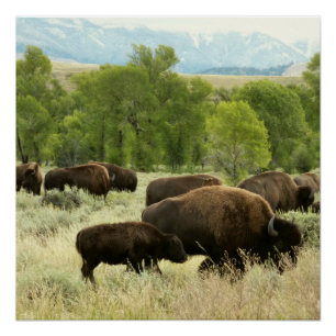 Póster Wyoming Bison Nature