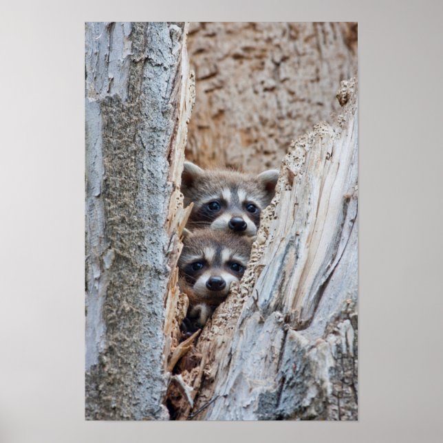 Póster Wyoming, condado de Lincoln, Raccoon (Frente)