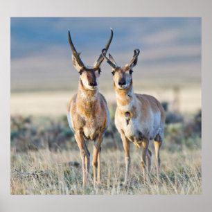 Póster Wyoming, Condado de Sublette, antílopes machos