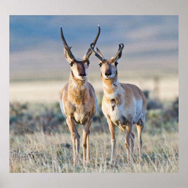 Póster Wyoming, Condado de Sublette, antílopes machos (Frente)