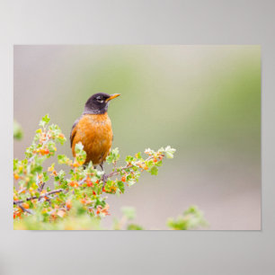 Póster Wyoming, Condado de Sublette, Um Tordo Americano