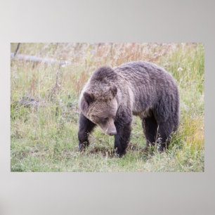 Póster Wyoming, Parque Nacional de Yellowstone, Urso Pard