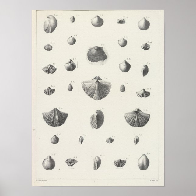 Póster X Carbonífero (Frente)