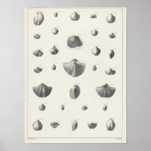 Póster X Carboniferous
