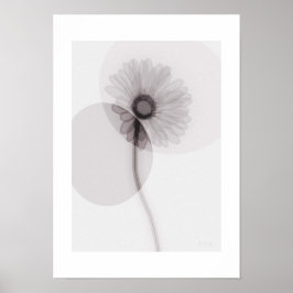 Poster X-ray Botanical Art - Gerbera