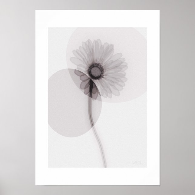 Poster X-ray Botanical Art - Gerbera (Frente)