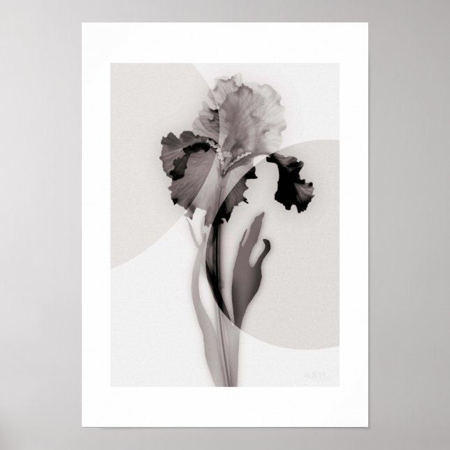 Poster X-ray Botanical Art - Iris (Frente)