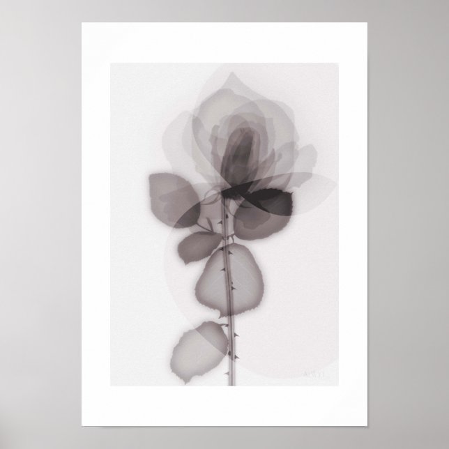 Poster X-ray Botanical Art - Rose (Frente)