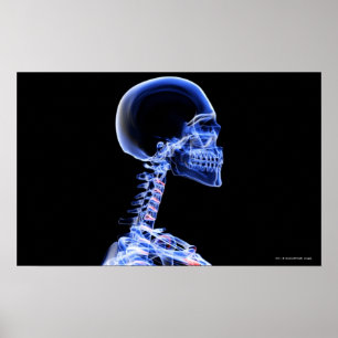 Póster X-ray of the bones in the neck