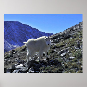 Poster Xing de Cabras de Montanha