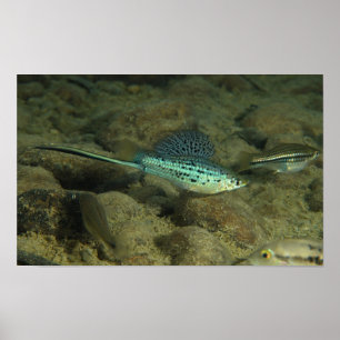 Póster Xiphophorus montezumae - Montezumae