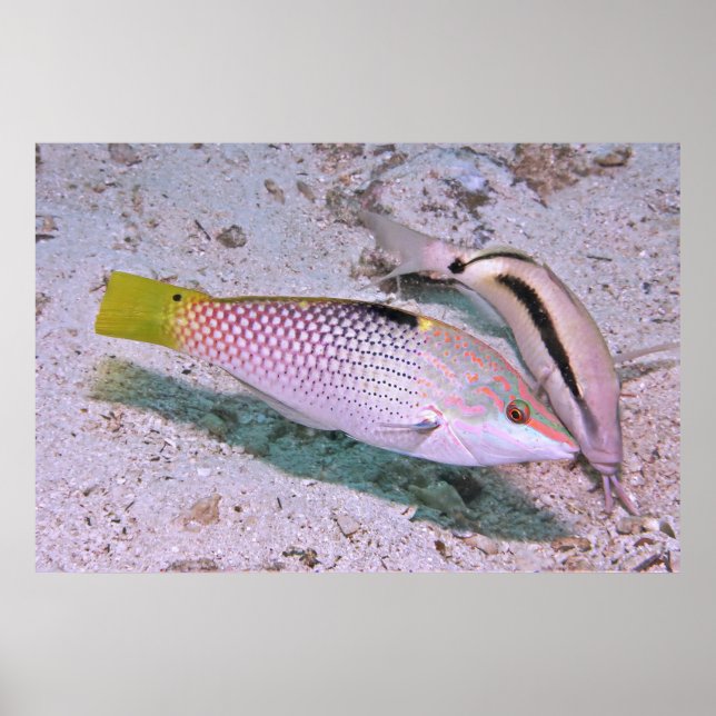 Poster Xrasse (Frente)