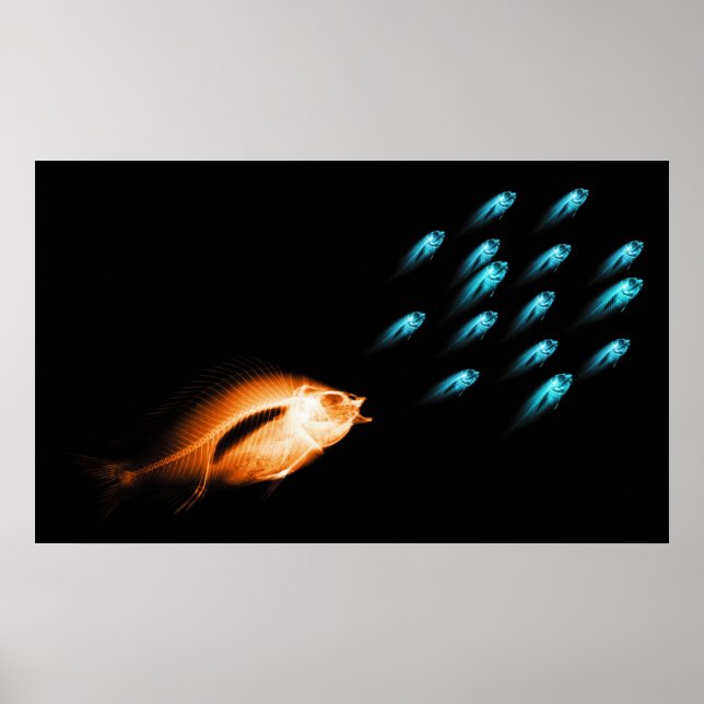 PÓSTER XRAY FISH CHASE BLACK ORIGINAL (Frente)