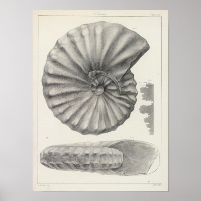 Póster XX Cretáceo (Frente)