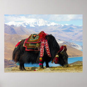 Poster Yak Bos Grunniens near Yamdrok lake Tibet