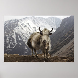 Póster Yak no Nepal