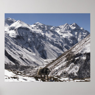 Póster Yak perto do Monte Jhomolari, Jangothang Jigme Dor